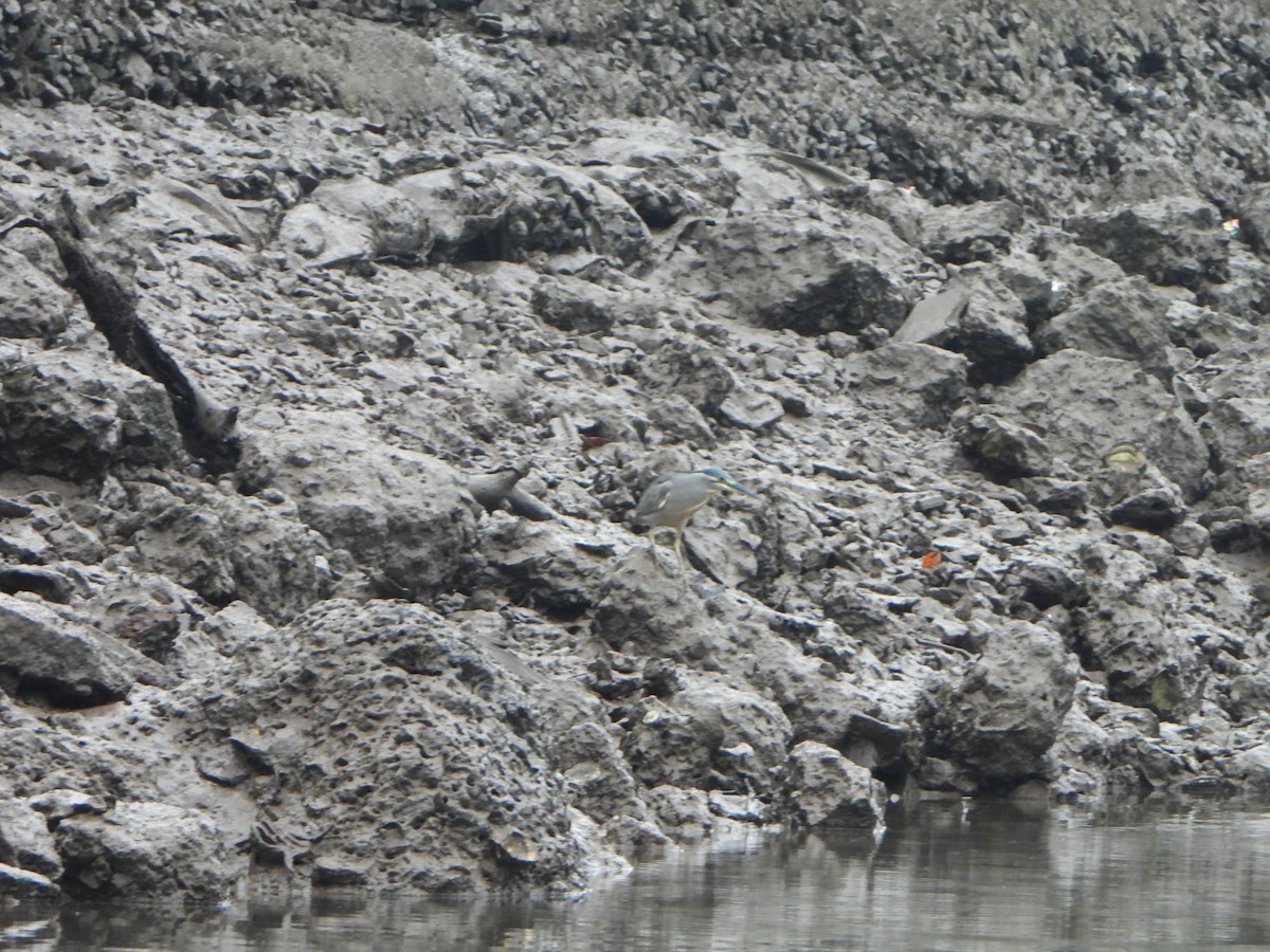 Black-crowned Night Heron - ML647069658