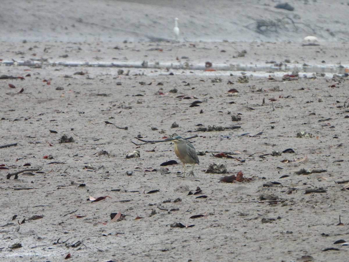 Black-crowned Night Heron - ML647069659