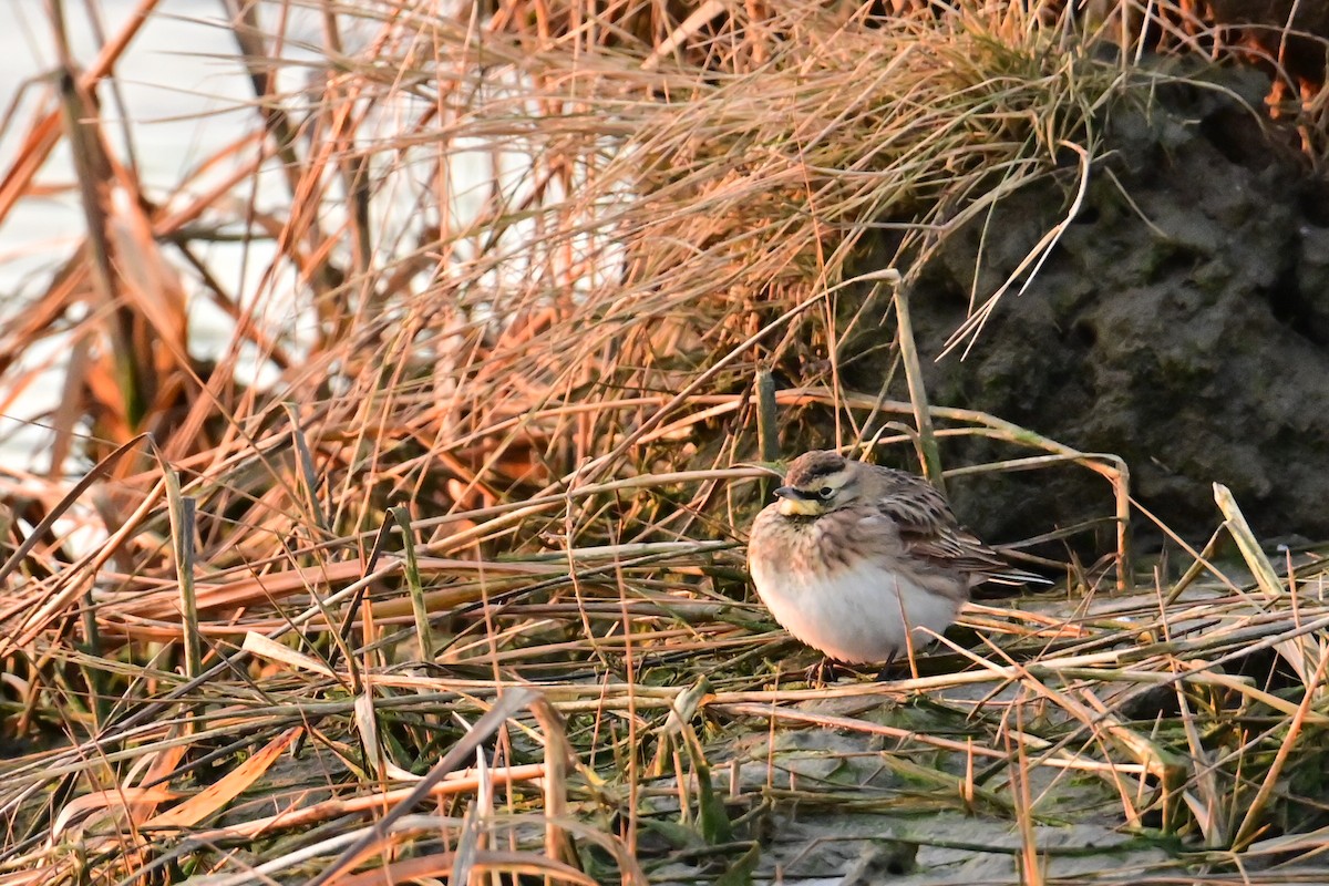 Allodola golagialla - ML647069661