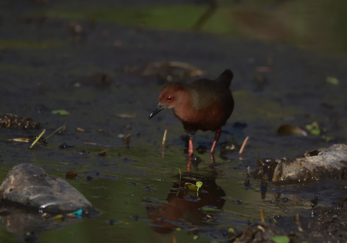 Ruddy-breasted Crake - ML647069662