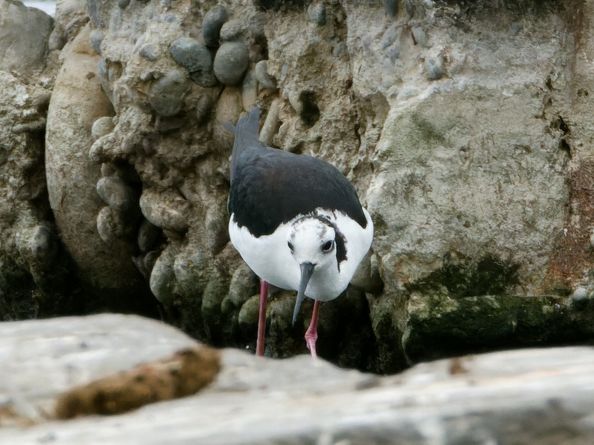 Black-necked Stilt (White-backed) - ML647069663