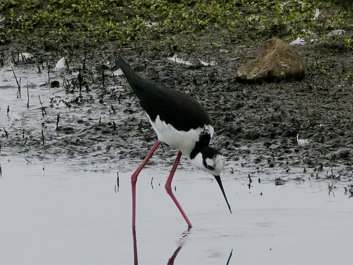Black-necked Stilt (White-backed) - ML647069664