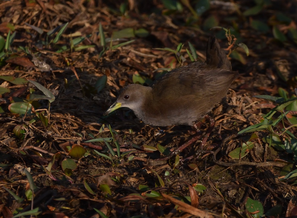 Brown Crake - ML647069665