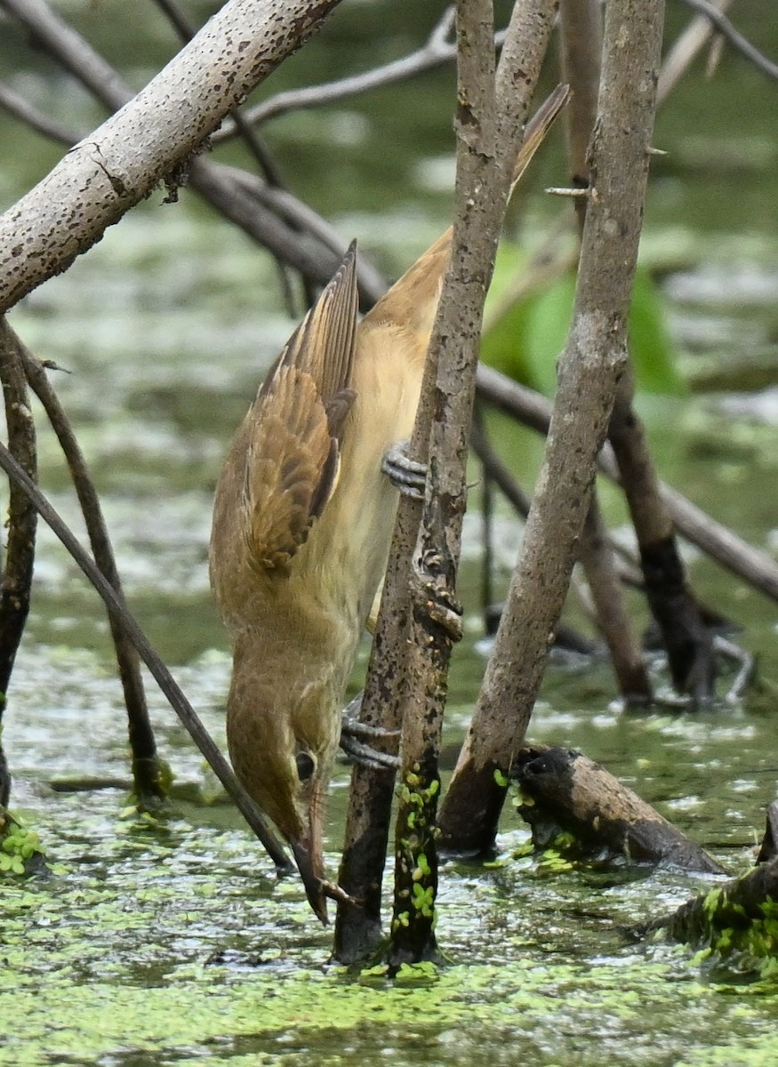 rákosník východní - ML647069667