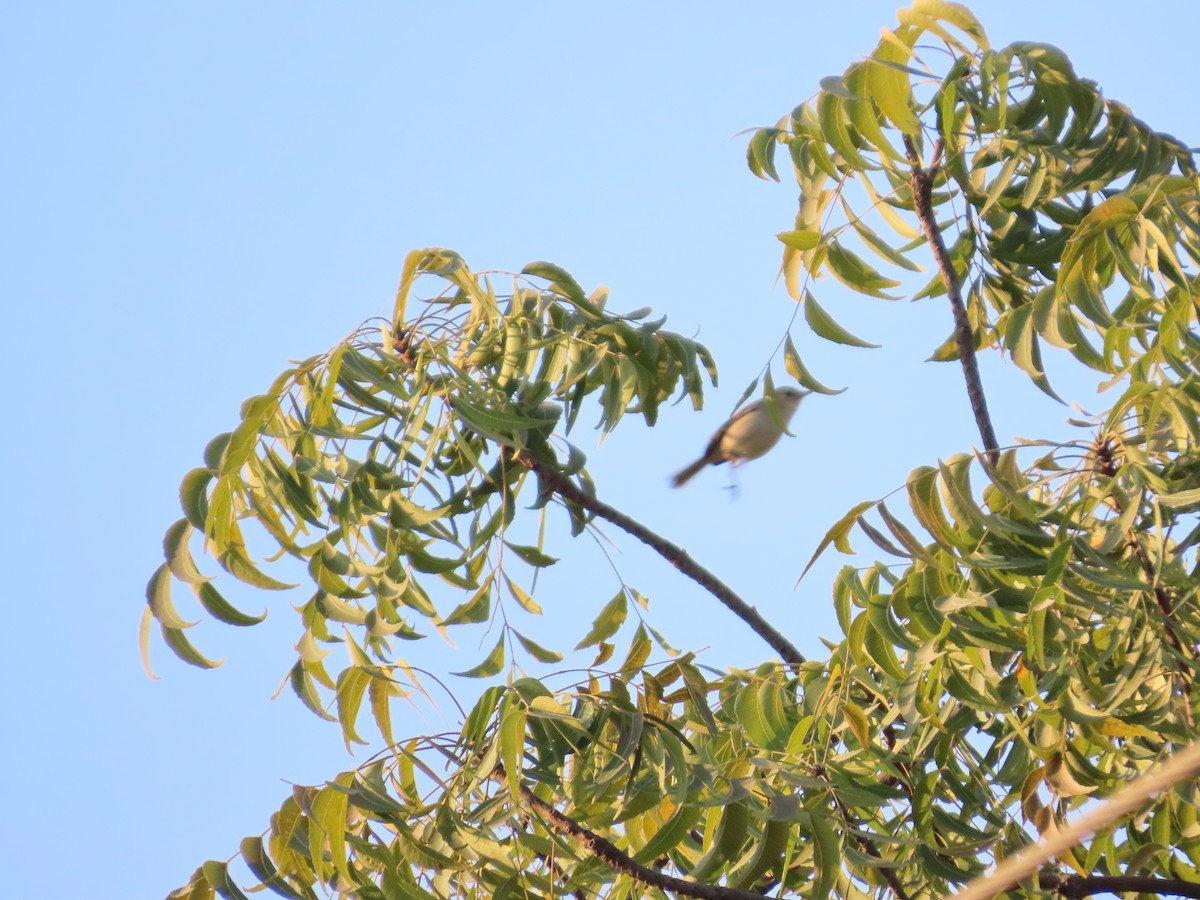 budníček zelený - ML647069669