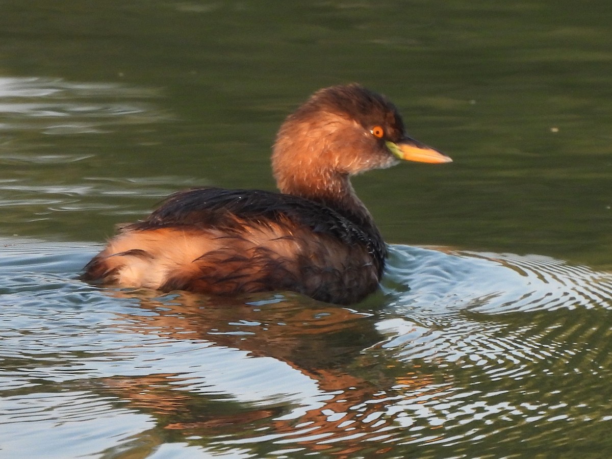 Little Grebe (Little) - ML647069670