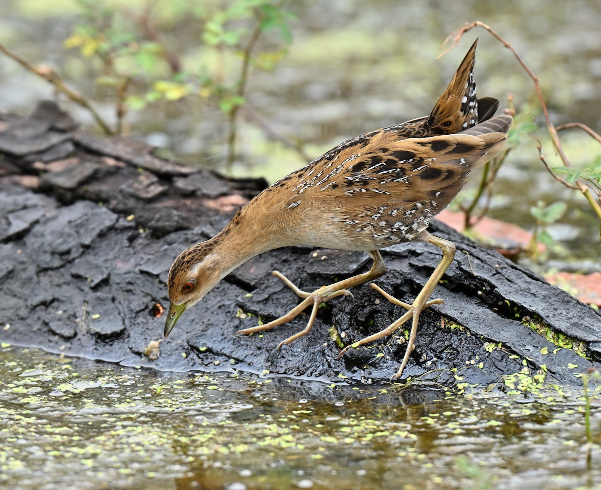chřástal nejmenší - ML647069673
