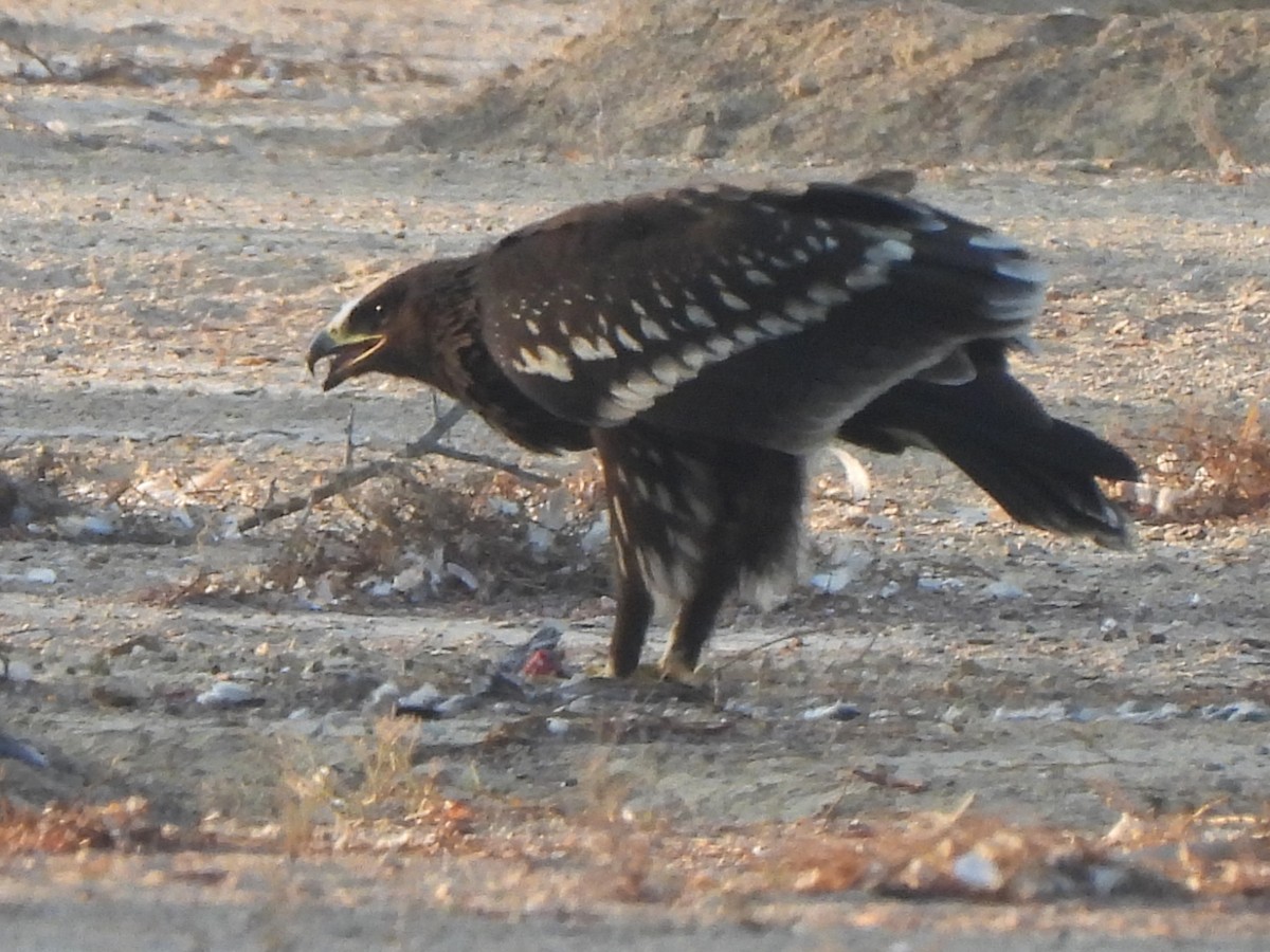 Greater Spotted Eagle - ML647069675