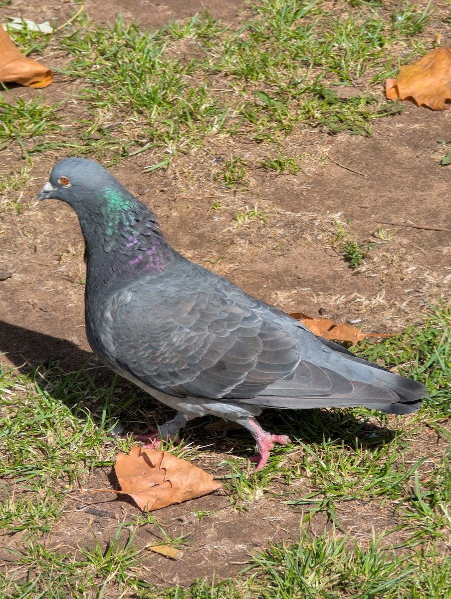 Kaya Güvercini (evcil tip) - ML647069676