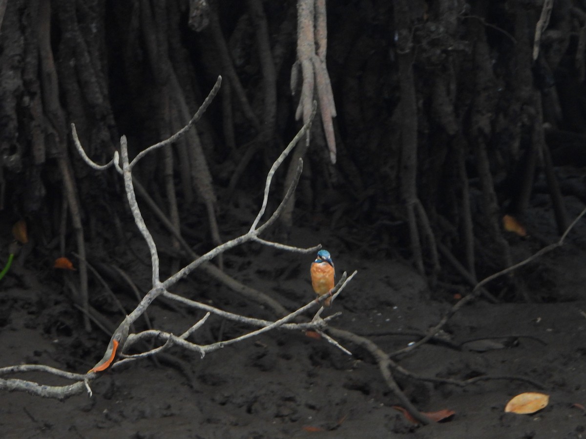 Common Kingfisher - ML647069677