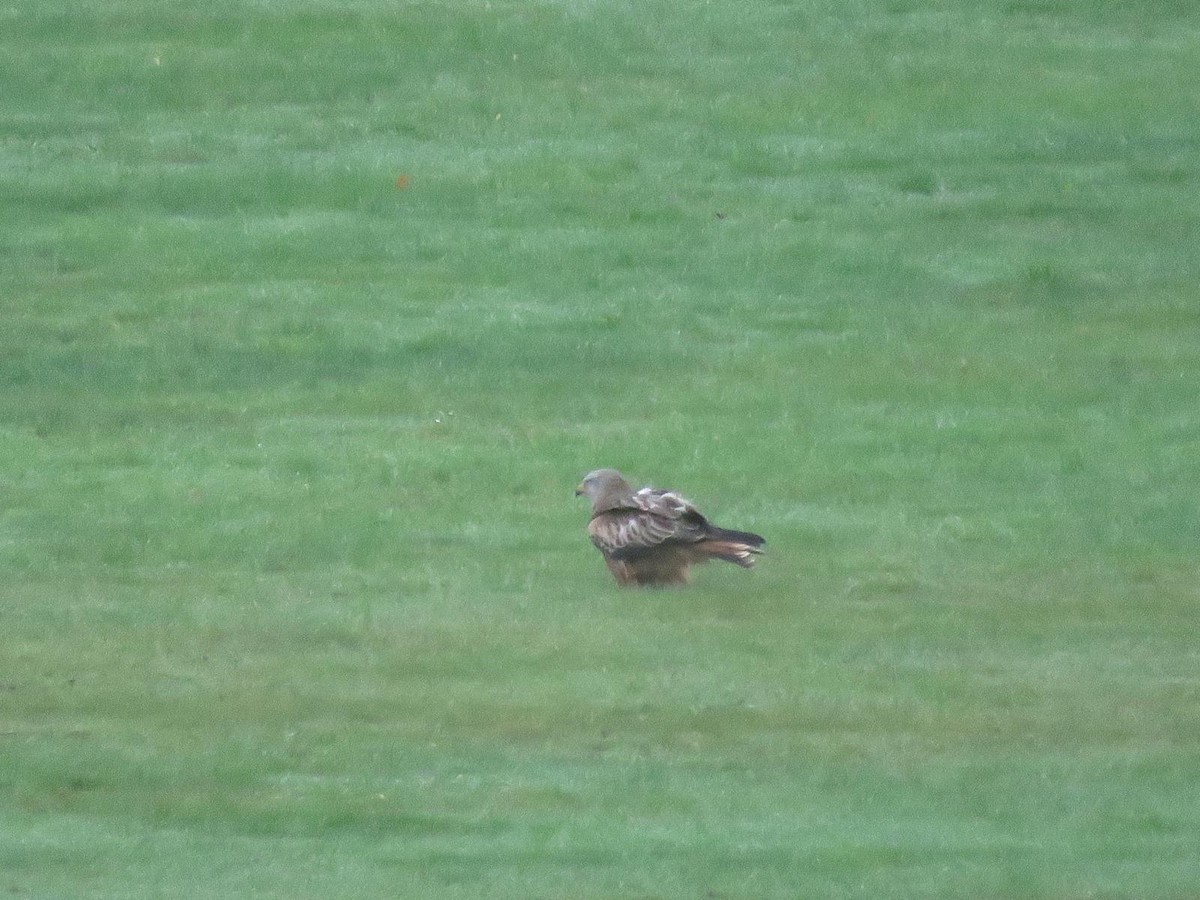 Red Kite - ML647069678