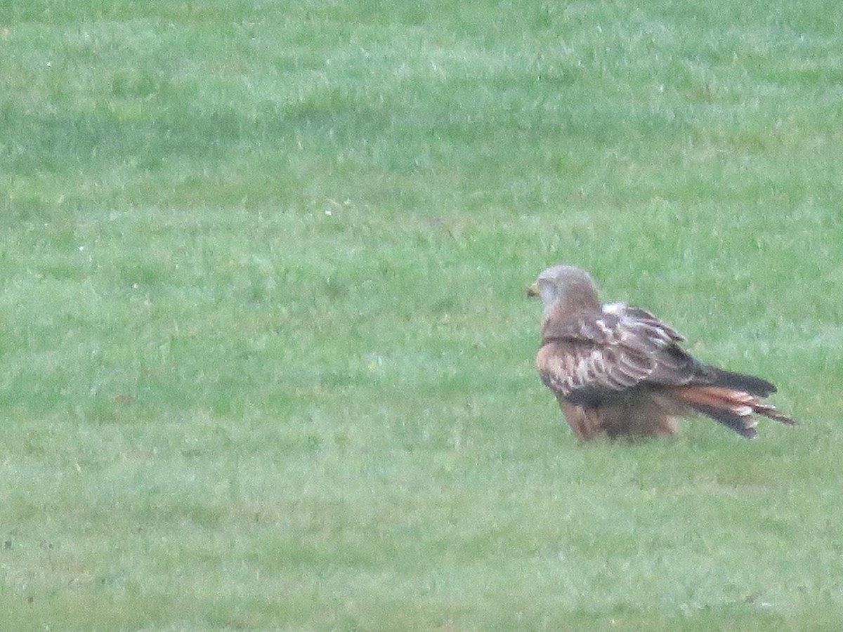 Red Kite - ML647069679