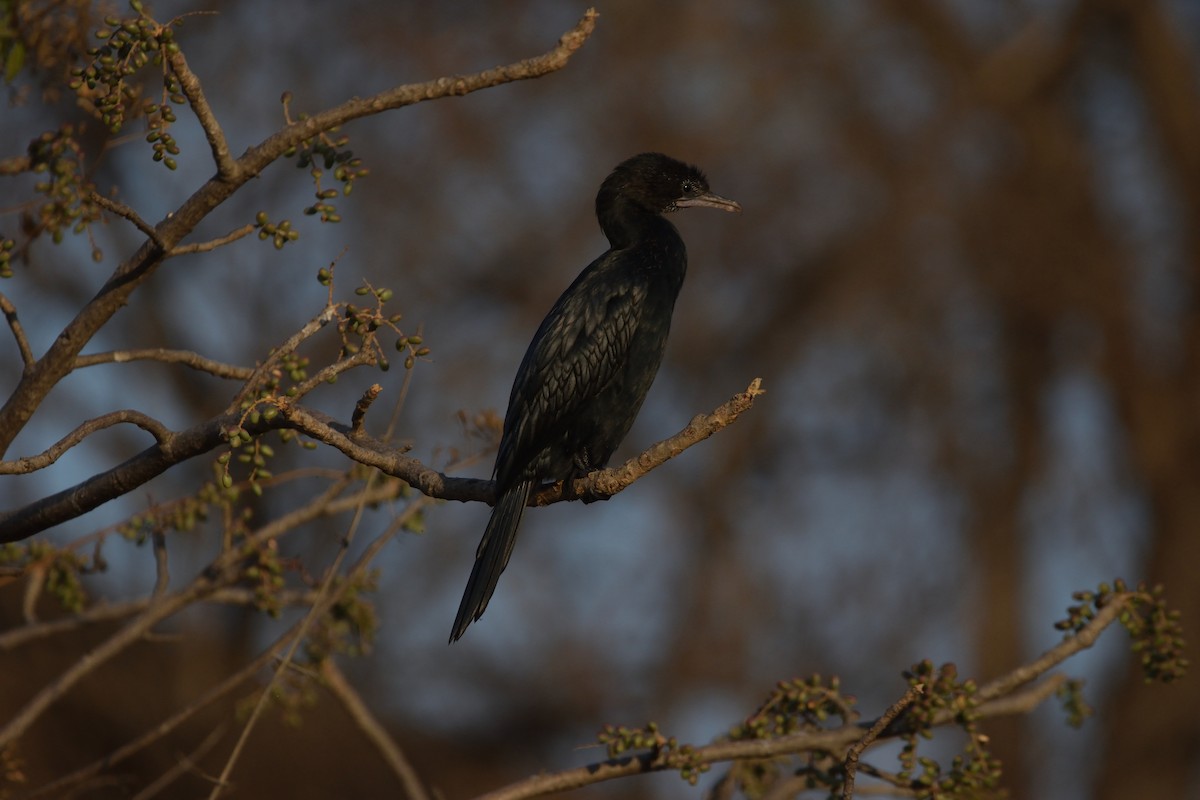 Little Cormorant - ML647069680