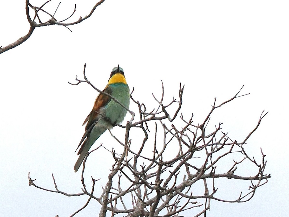 European Bee-eater - ML647069681
