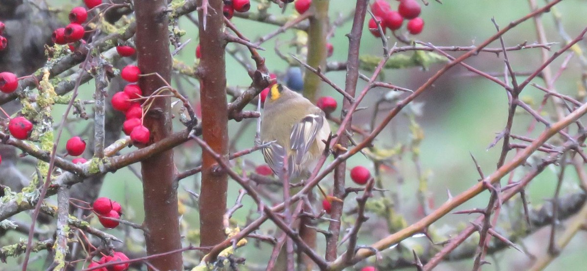 Goldcrest - ML647069683