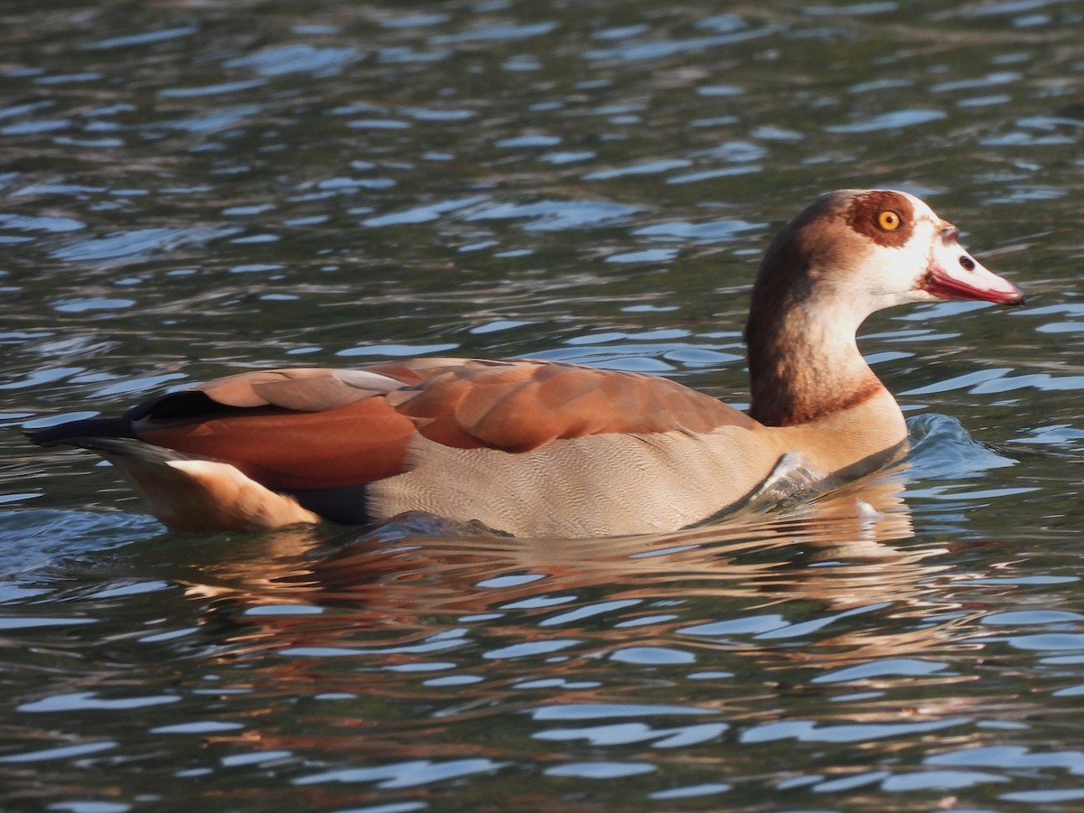 Egyptian Goose - ML647069684