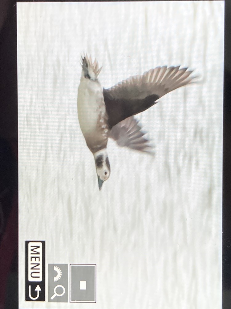 長尾鴨 - ML647069685