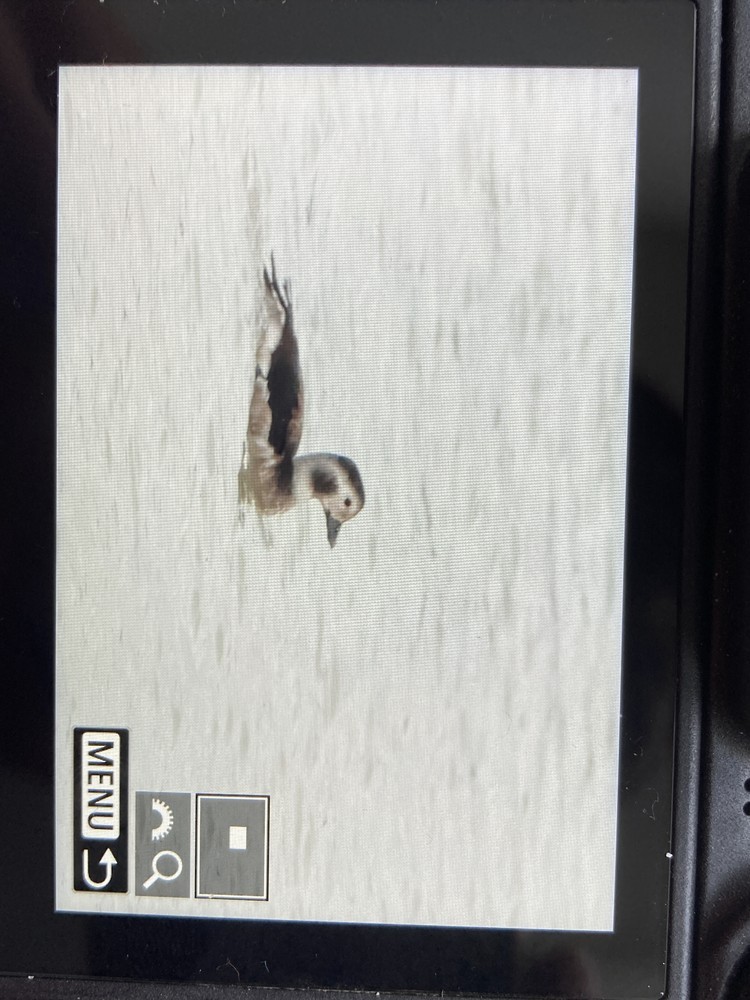 長尾鴨 - ML647069686