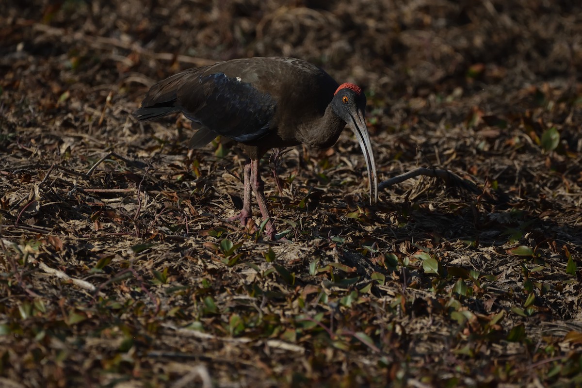 Red-naped Ibis - ML647069687