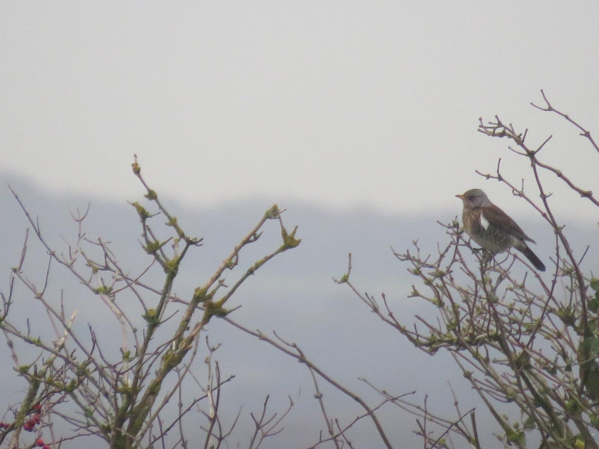 Fieldfare - ML647069688