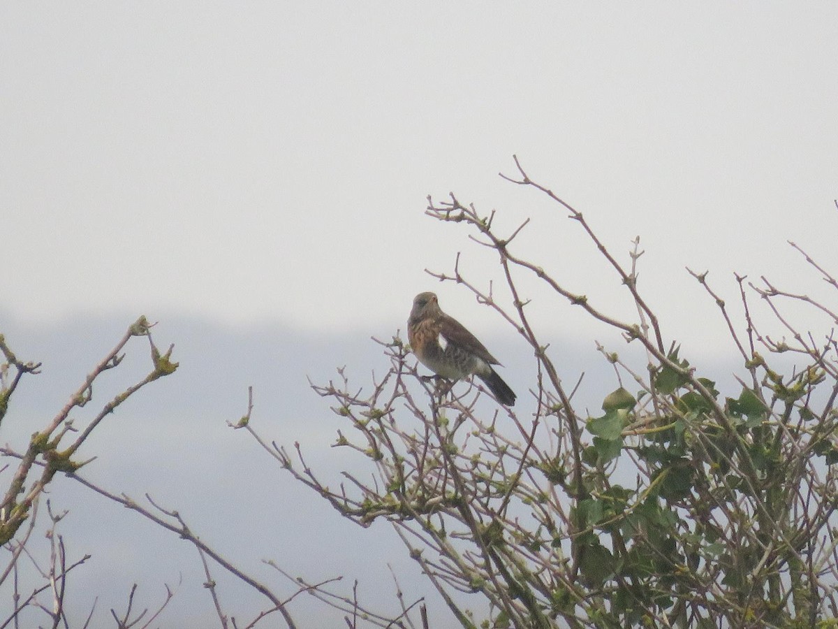 Fieldfare - ML647069689