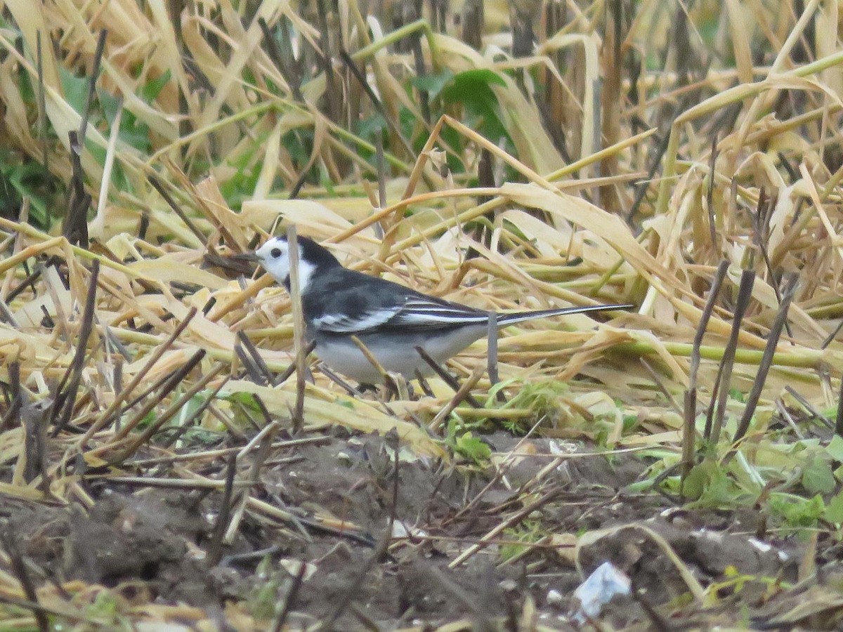 White Wagtail - ML647069690