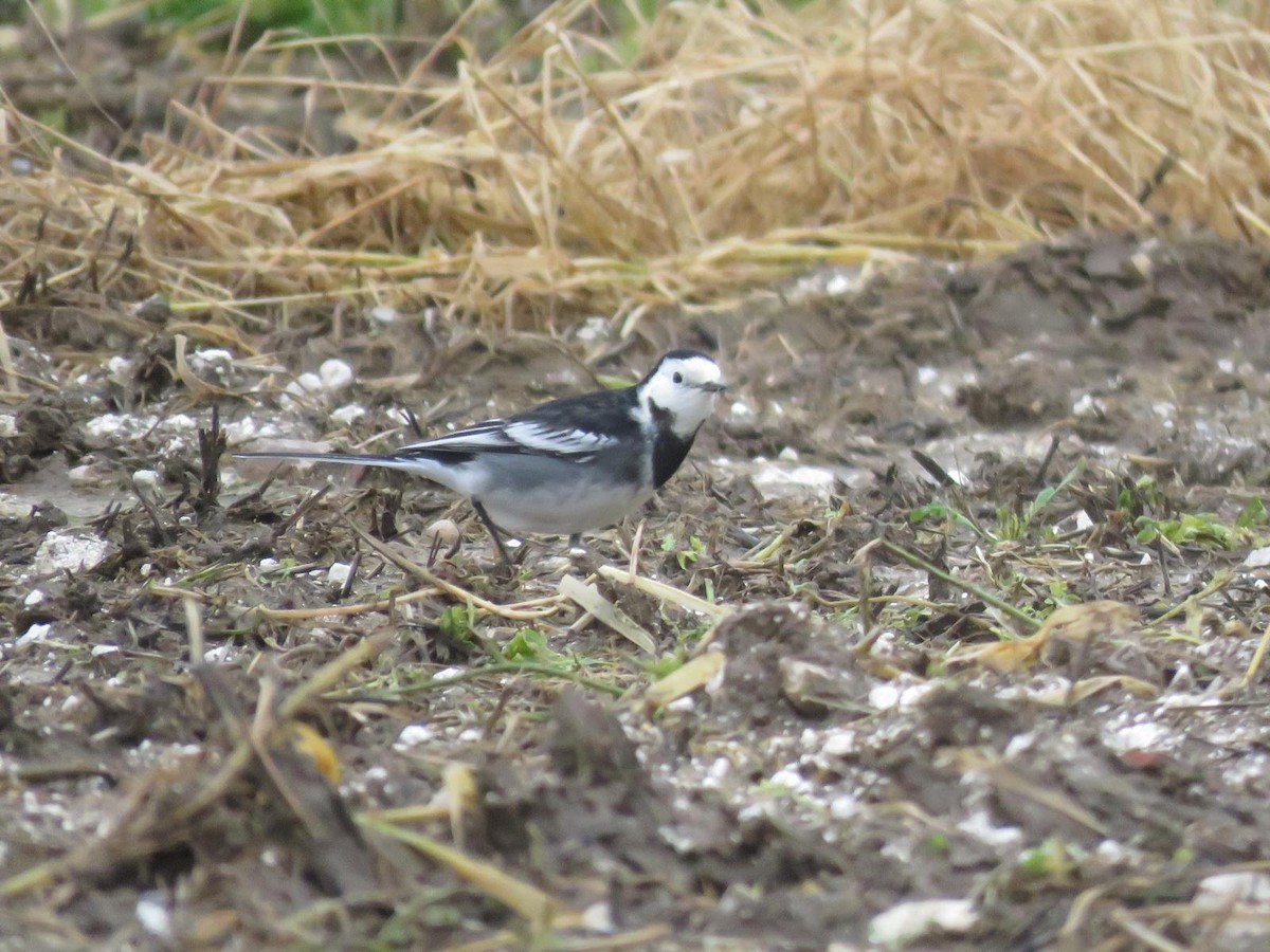 White Wagtail - ML647069691