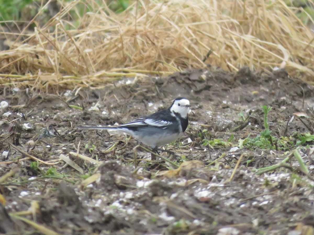 White Wagtail - ML647069692