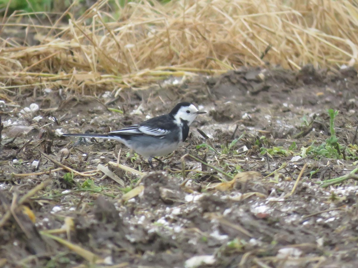 White Wagtail - ML647069693