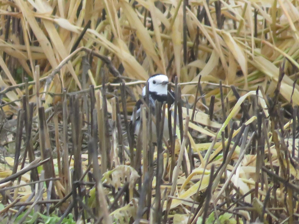 White Wagtail - ML647069694