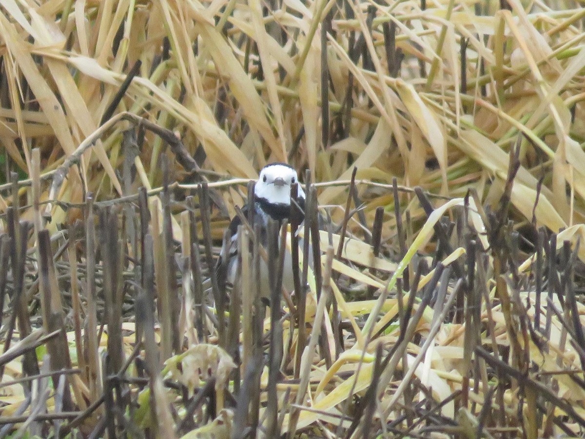 konipas bílý - ML647069695