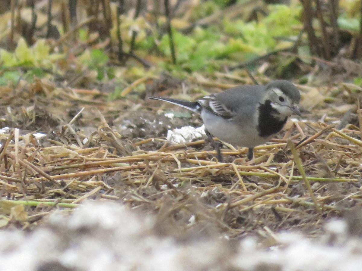 konipas bílý - ML647069696