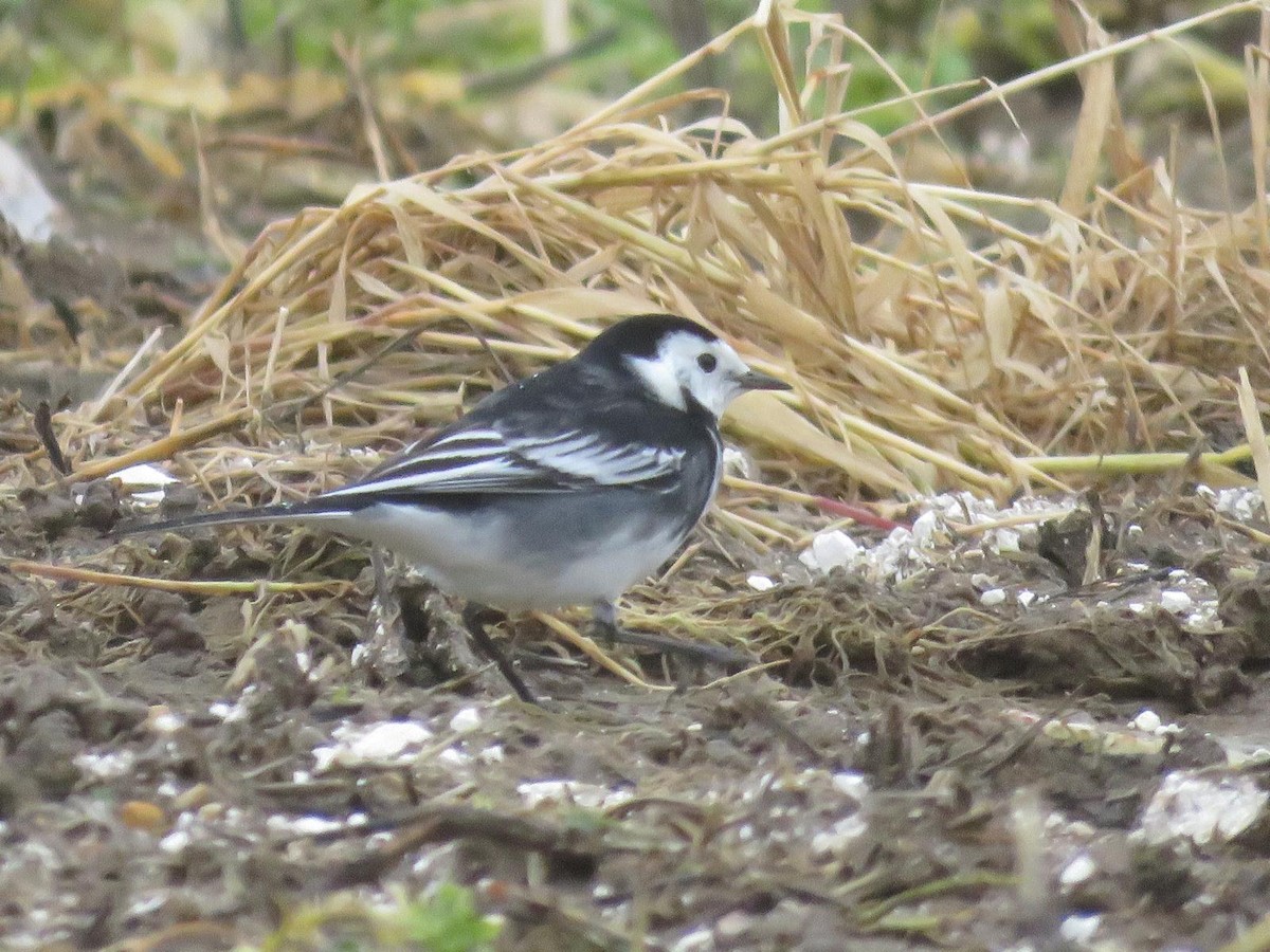 konipas bílý - ML647069697