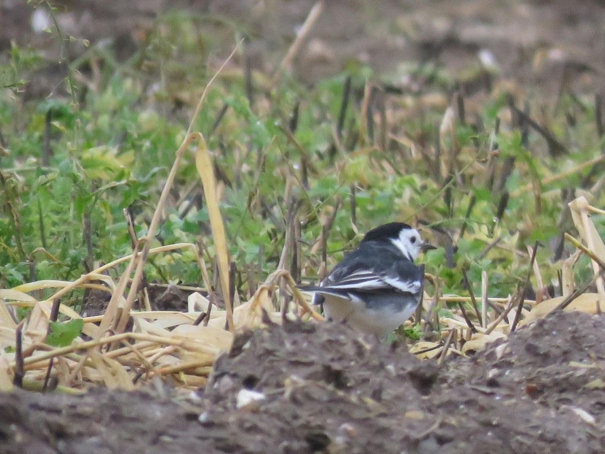 konipas bílý - ML647069698