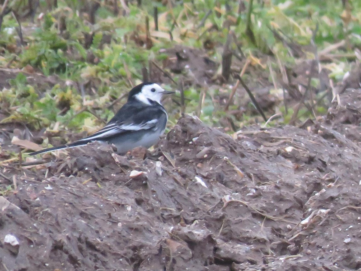 White Wagtail - ML647069699