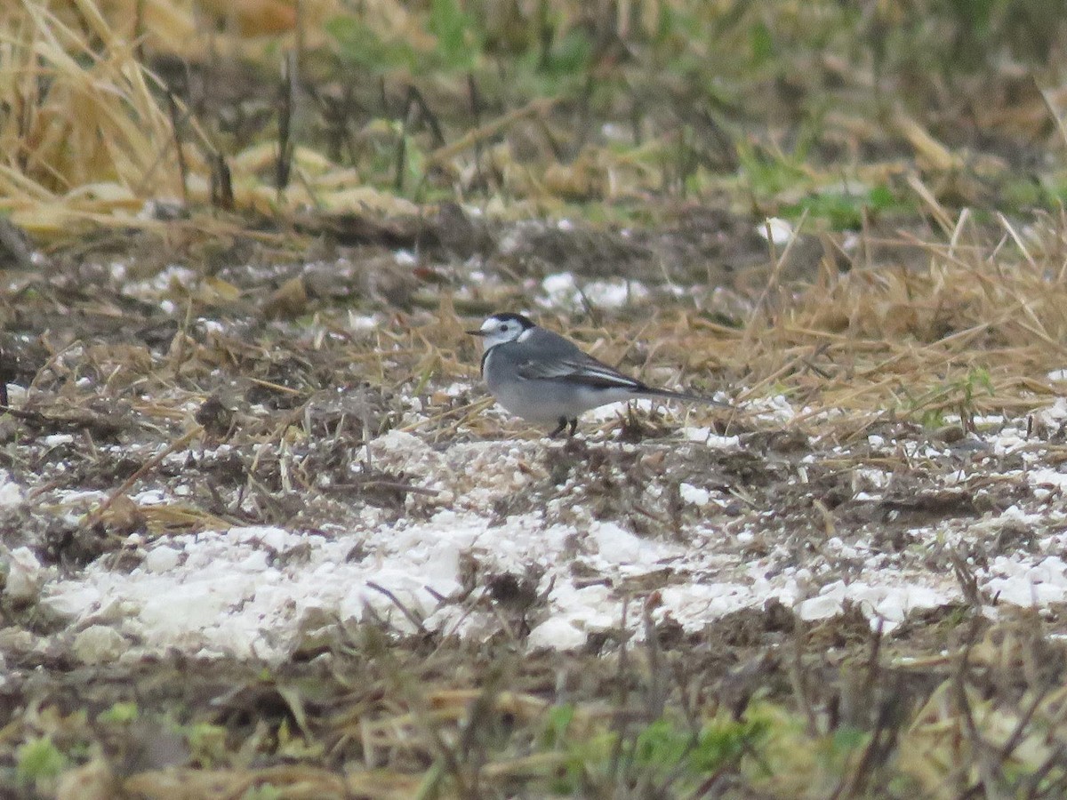 konipas bílý - ML647069700