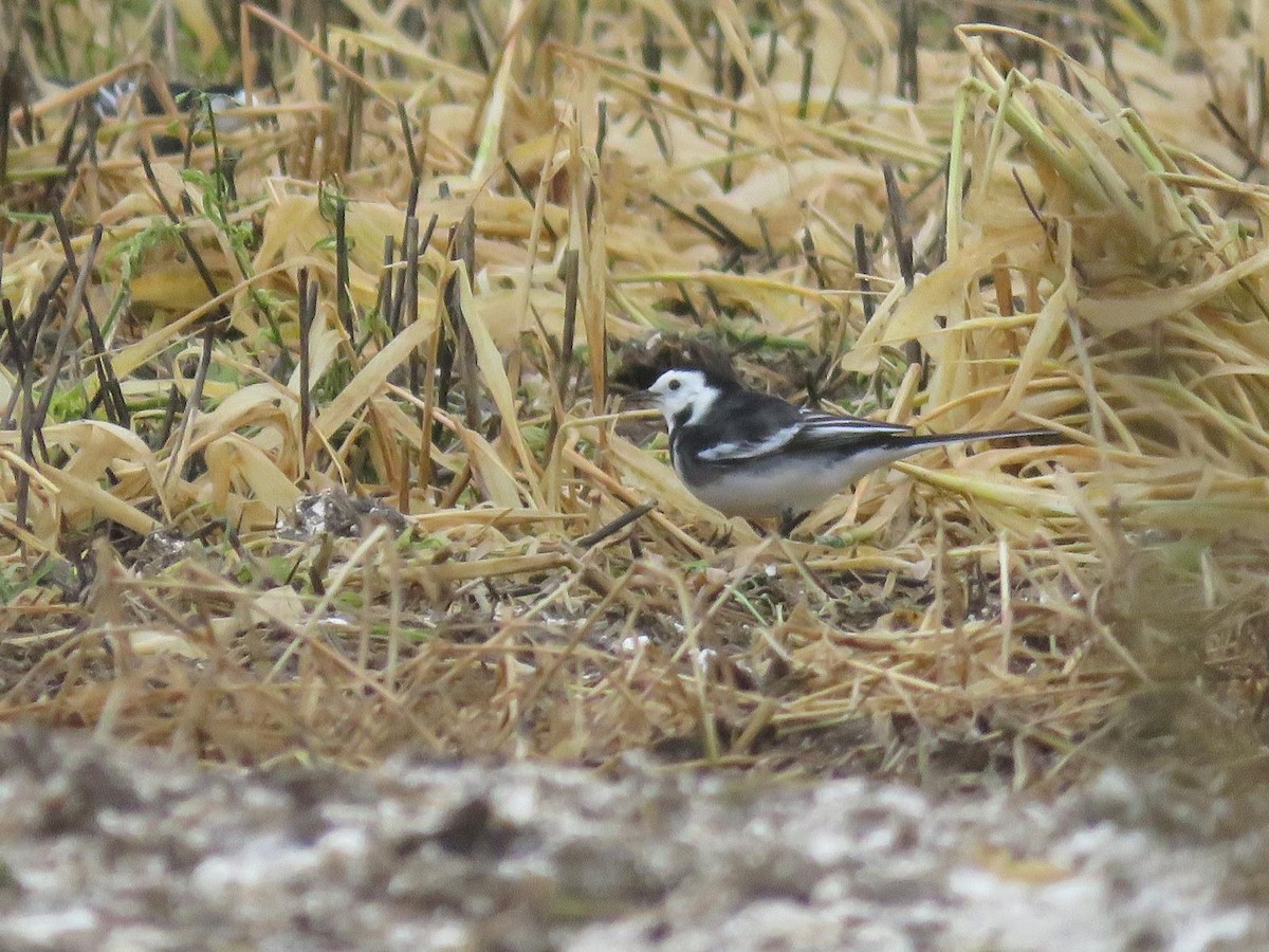 konipas bílý - ML647069701