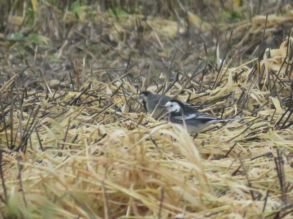 konipas bílý - ML647069703