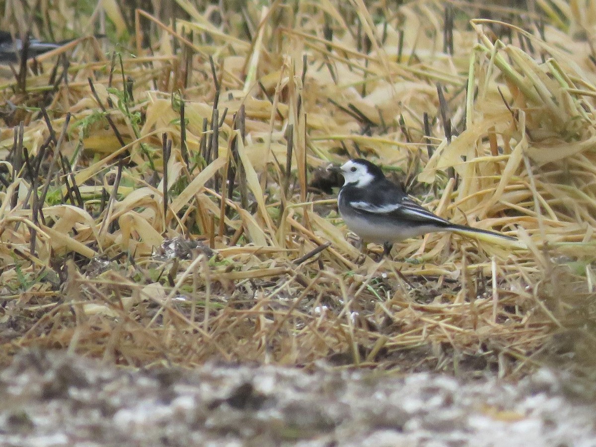 White Wagtail - ML647069704