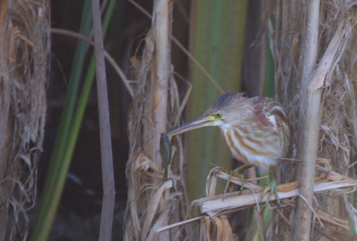 Yellow Bittern - ML647069705