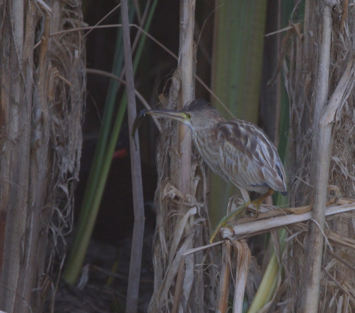 Yellow Bittern - ML647069706