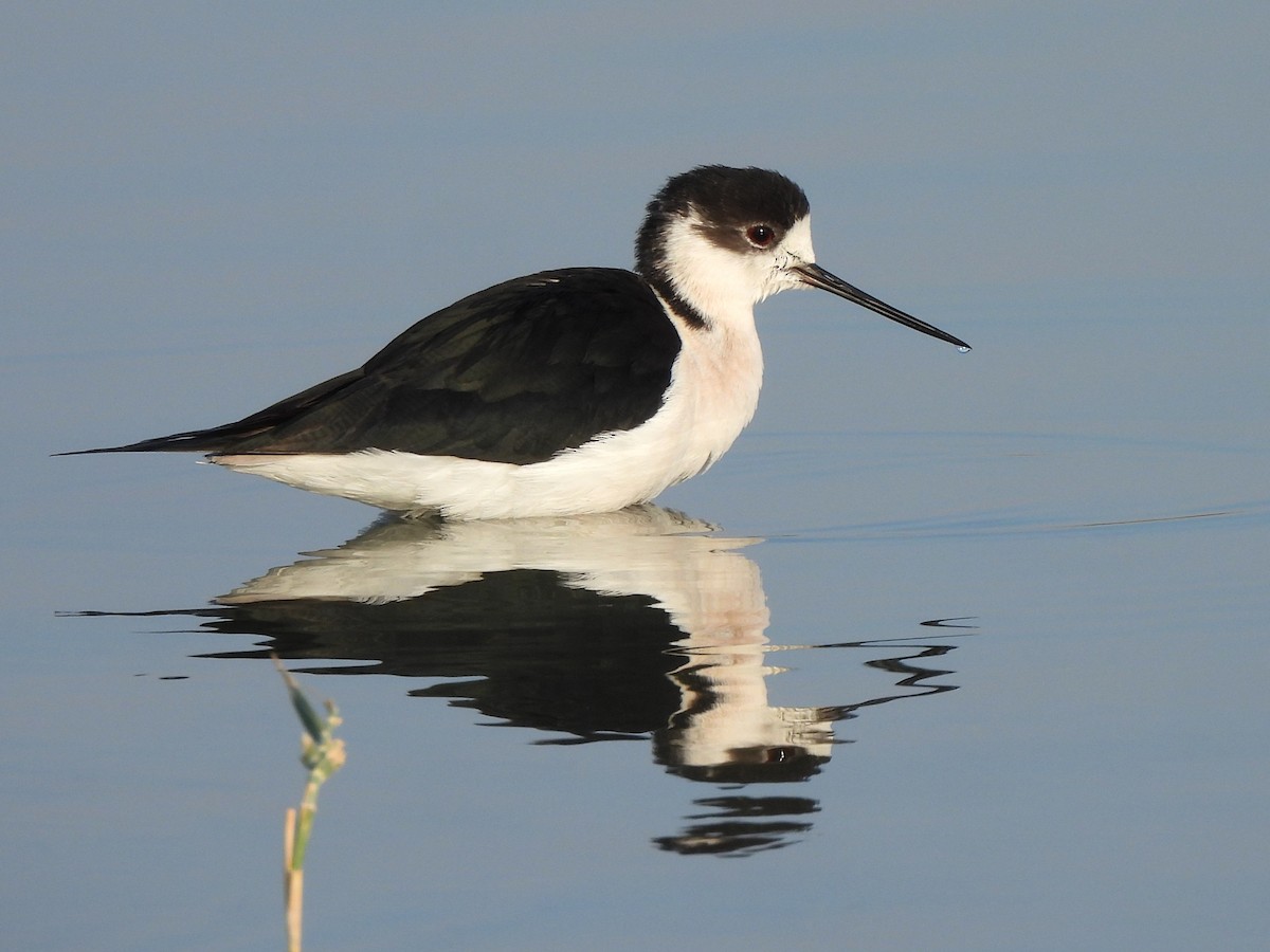 Black-winged Stilt - ML647069708