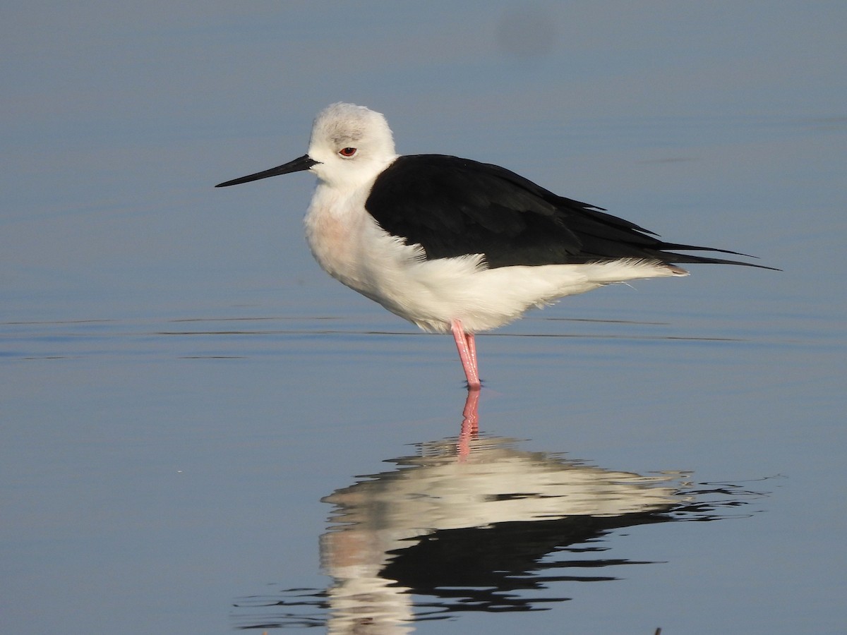 Black-winged Stilt - ML647069709