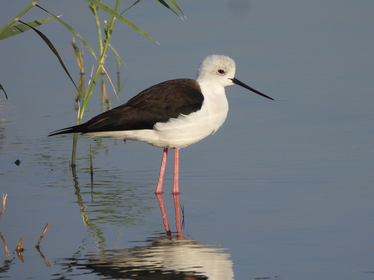Black-winged Stilt - ML647069710