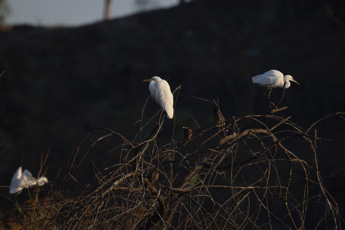 Little Egret - ML647069711