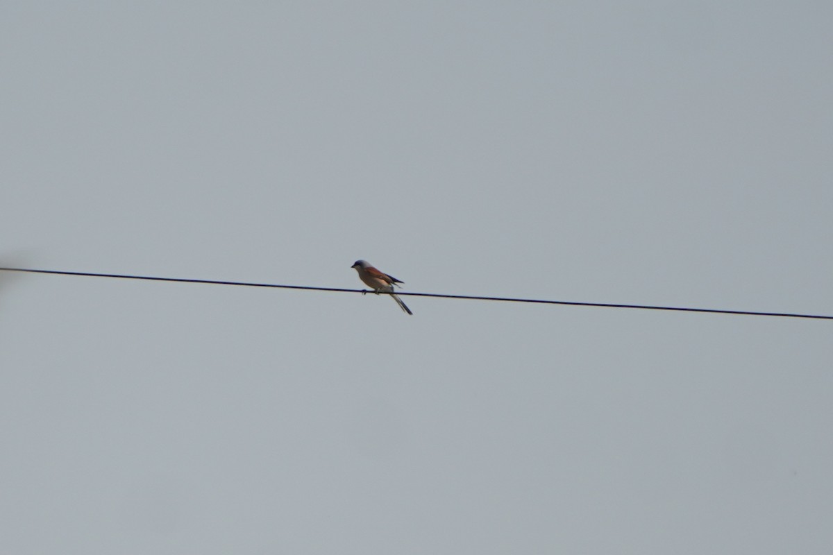 紅背伯勞 - ML647069712