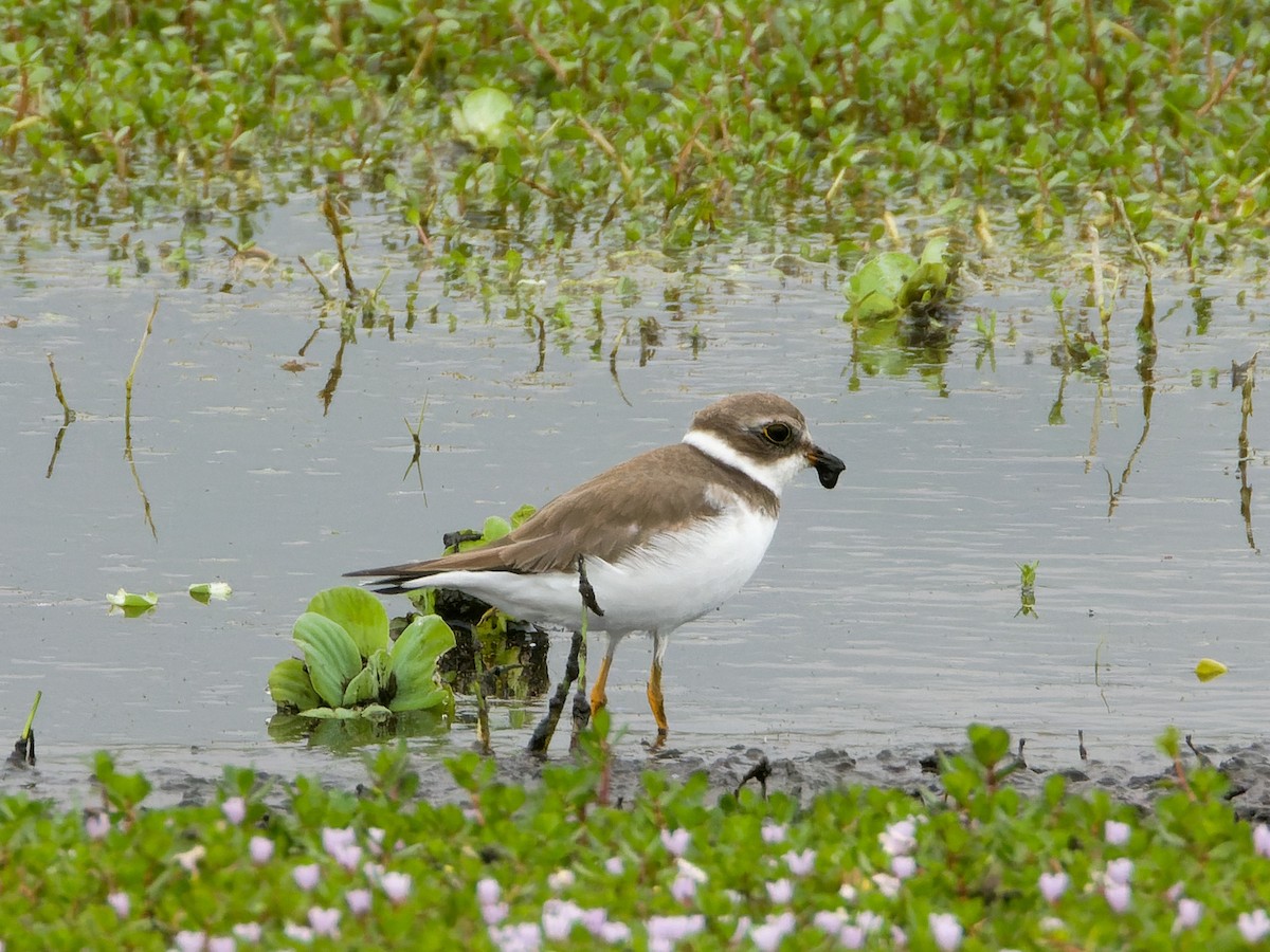 Semipalmated Plover - ML647069713