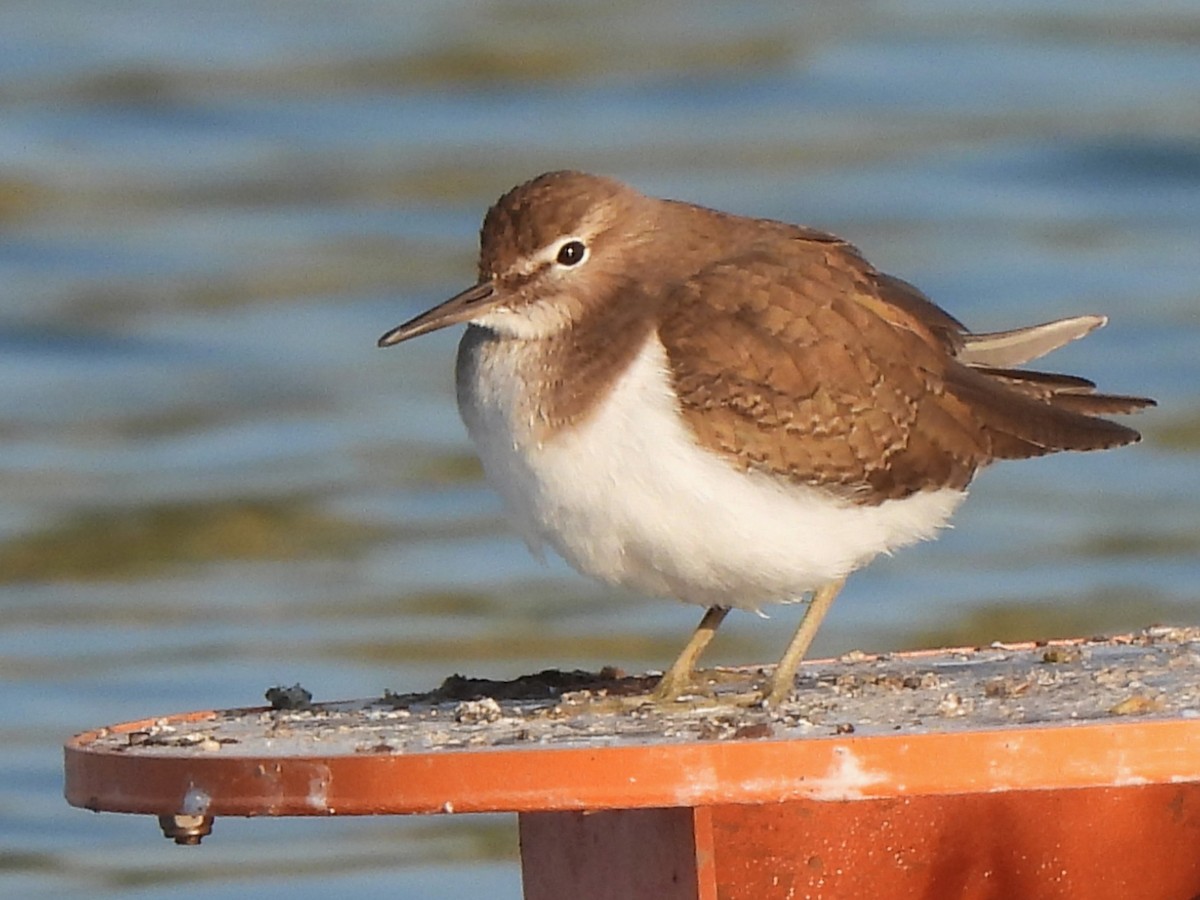 Common Sandpiper - ML647069715