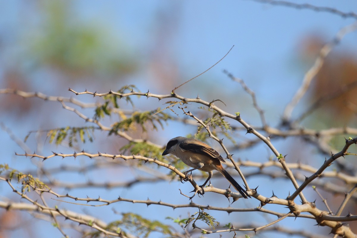 Bay-backed Shrike - ML647069716