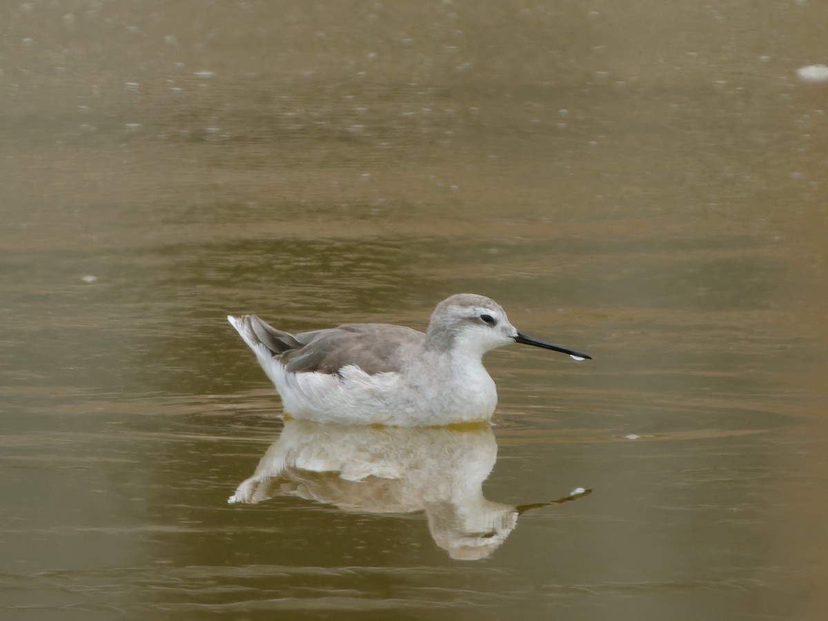 Wilson's Phalarope - ML647069717